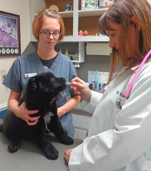 Pet vaccinations at our veterinary hospital in San Angelo, TX