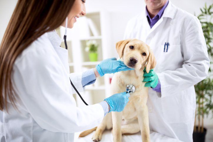 Pet Vaccinations at our veterinary hospital in San Angelo, TX