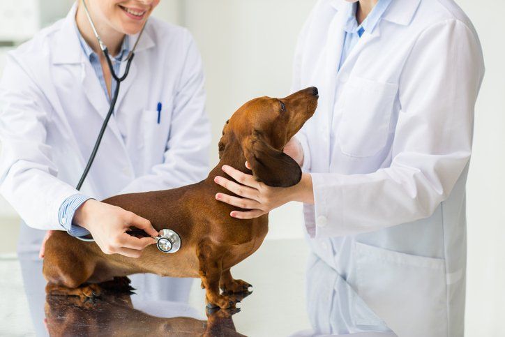 Animal and Pet Vaccinations in San Angelo & Big Spring, TX