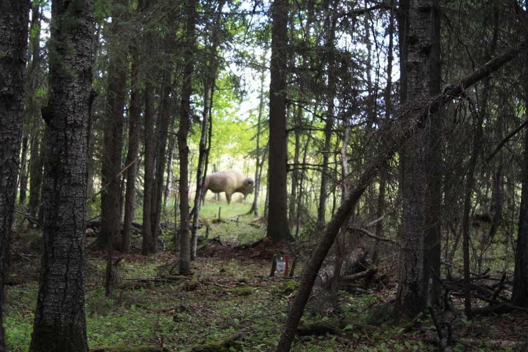 A deer is standing in the middle of a forest.