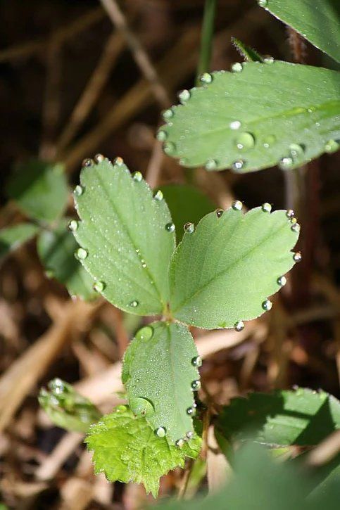 A close up of a strawberry leaf with water drops on it.