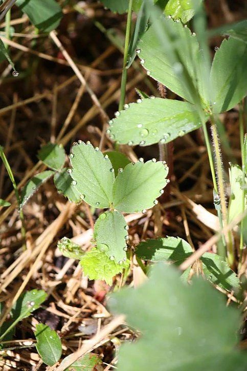A close up of a strawberry plant with water drops on the leaves.