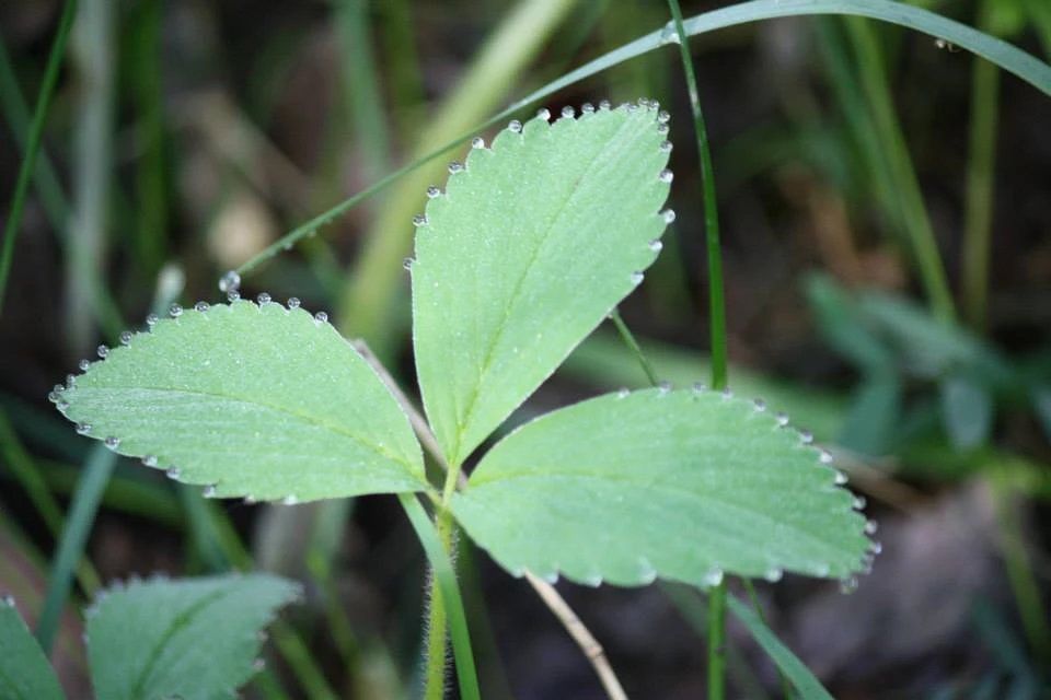 A close up of a green leaf with water drops on it