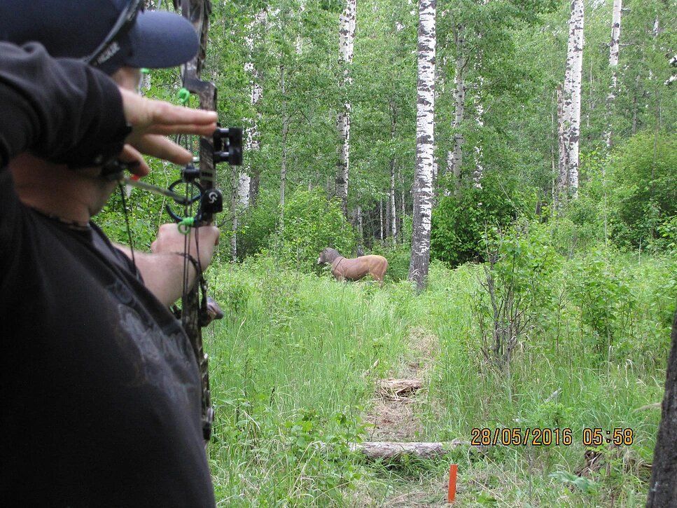 A man is aiming a bow at a deer in the woods.