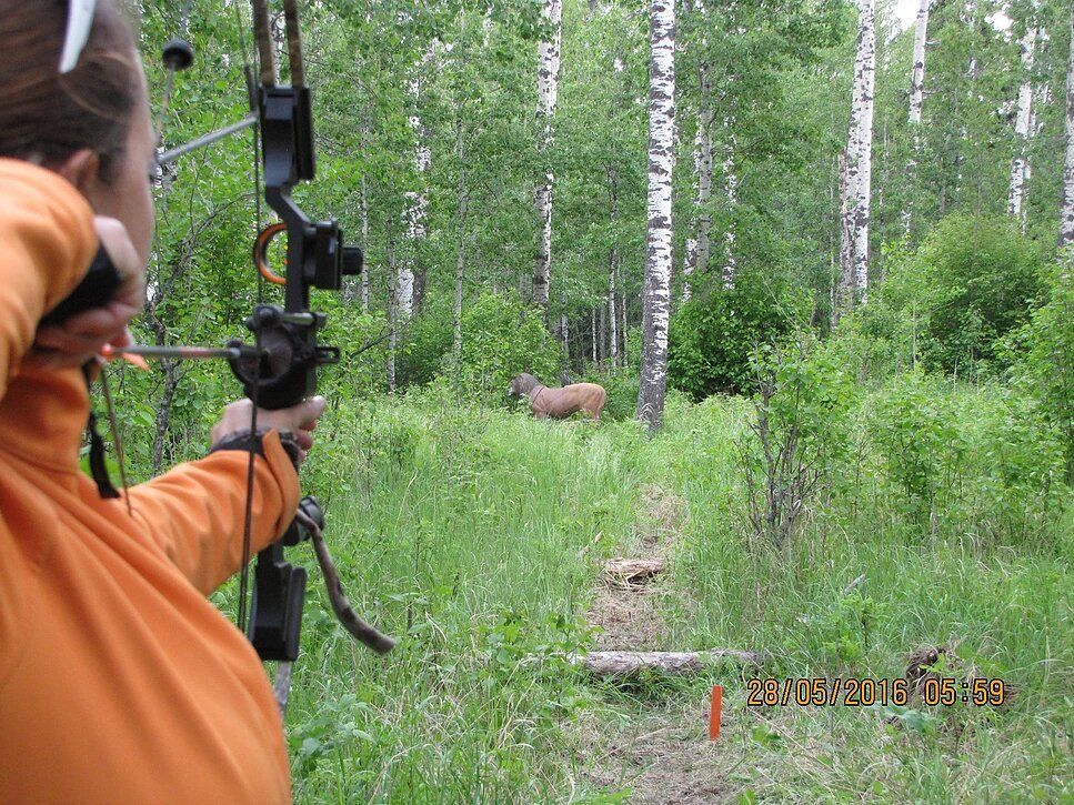 Archery shooting an arrow at a field target.