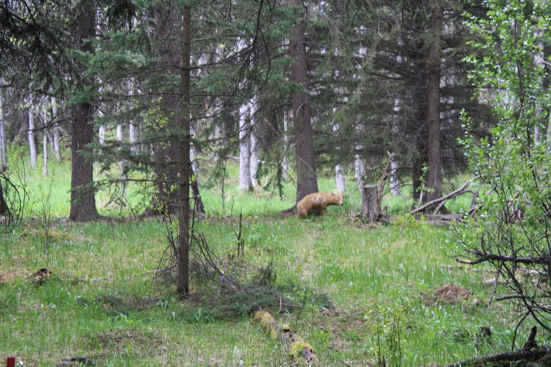 A bear is standing in the middle of a forest.