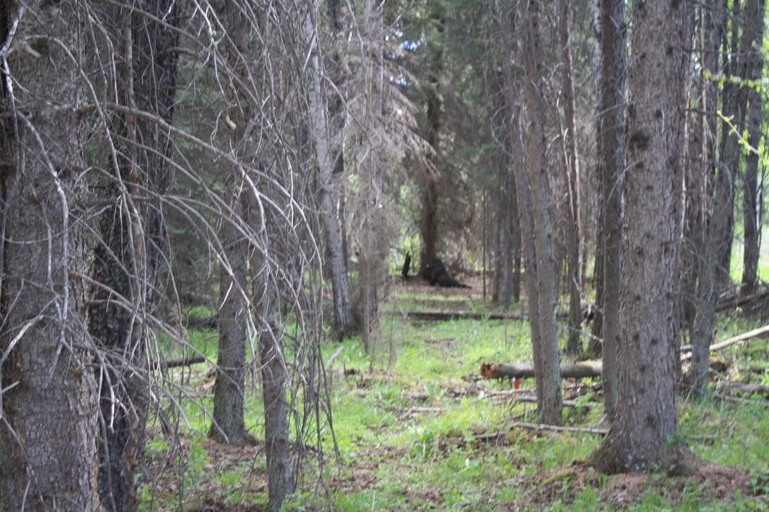 A forest filled with lots of trees and grass.