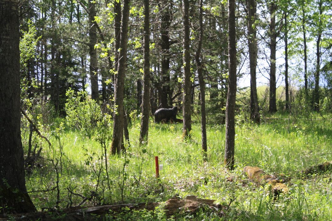 A black bear is walking through a lush green forest.