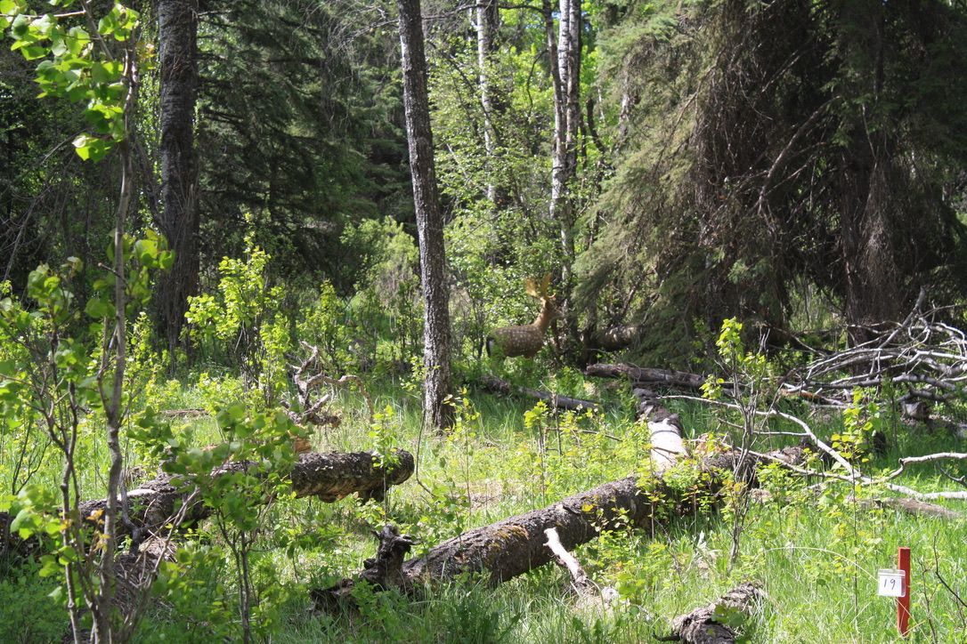 A deer is standing in the middle of a forest.