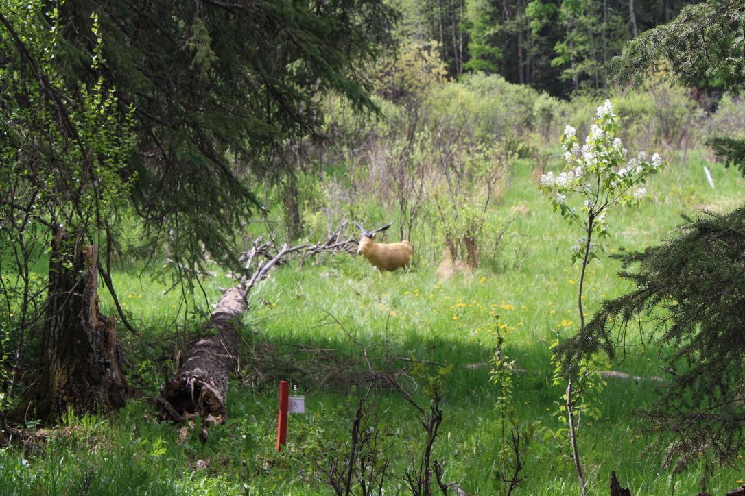 A deer is standing in the middle of a grassy field in the woods.