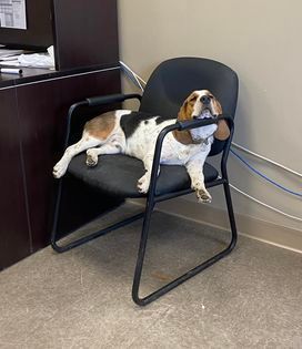 A basset hound is laying on a chair in an office.