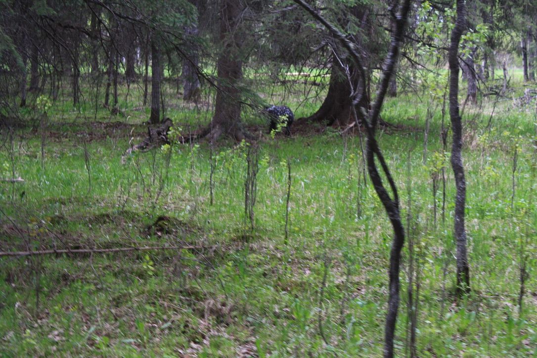 A person is standing in the middle of a forest.