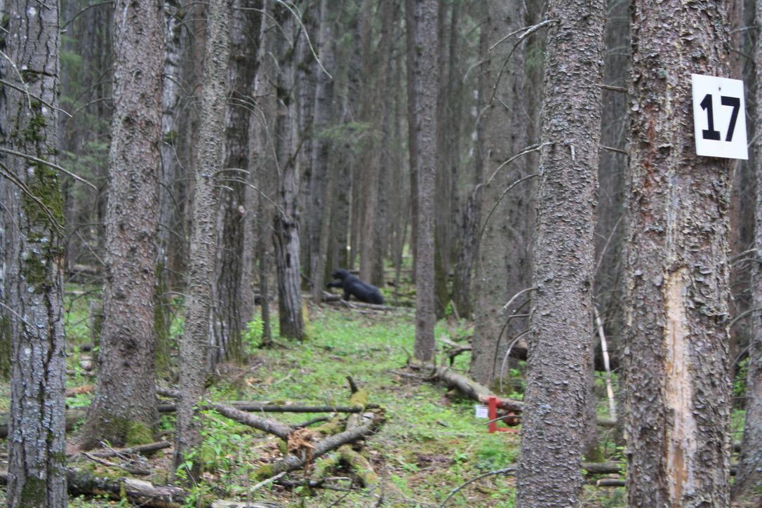 A black bear is walking through a forest next to a sign that says 17.