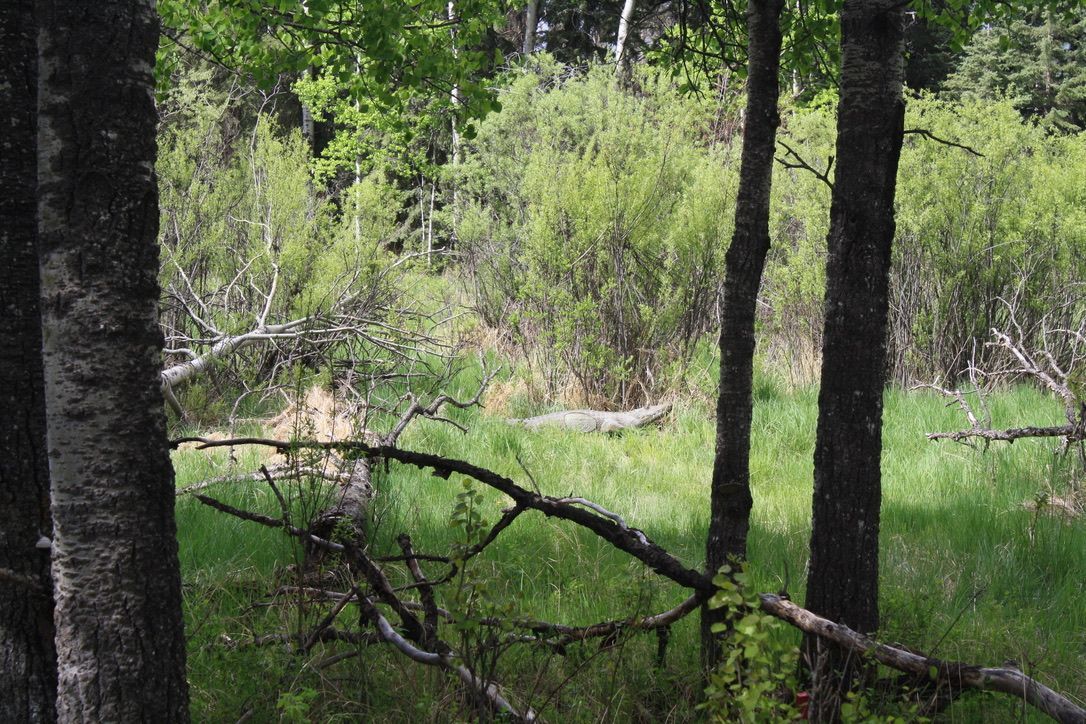 A swamp in the middle of a forest with trees and grass.