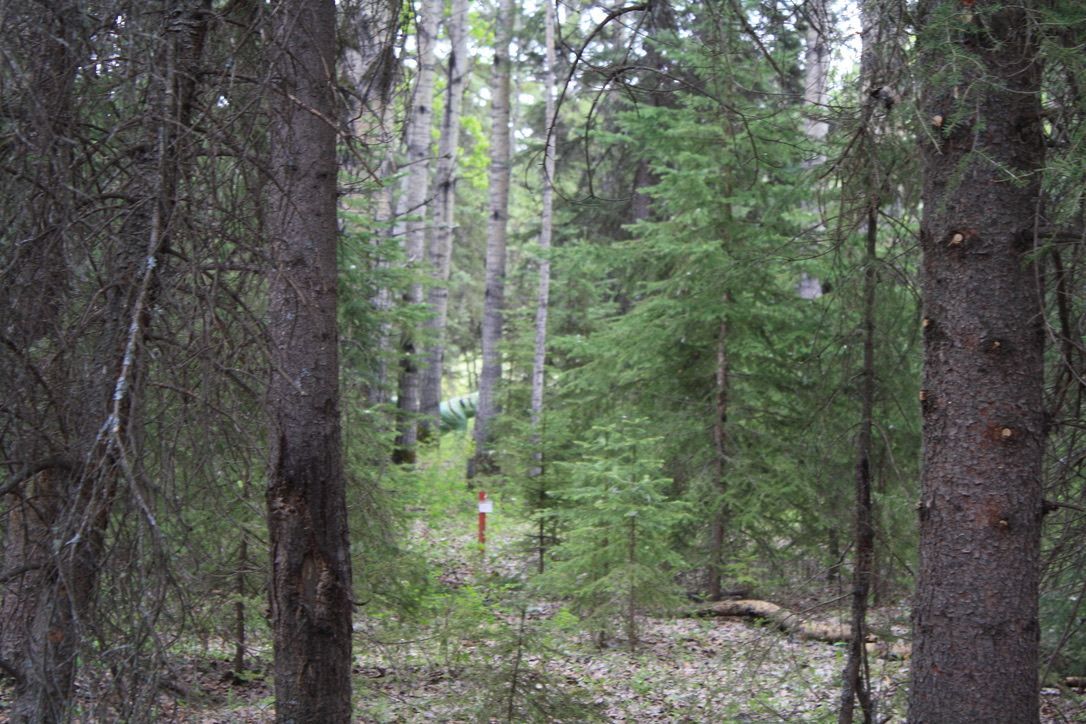 A dense forest with lots of trees and shrubs