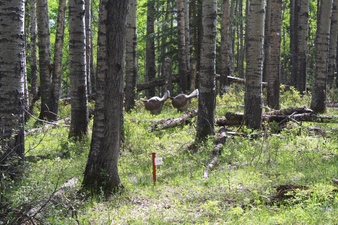 A deer is standing in the middle of a forest.
