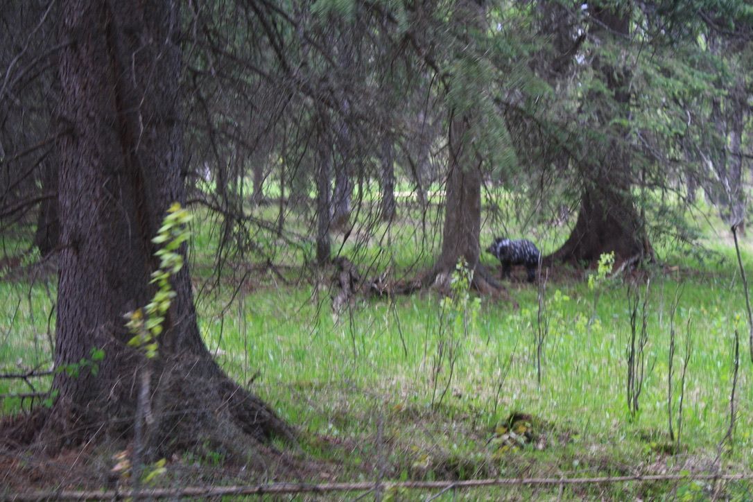 A bear is walking through a lush green forest.