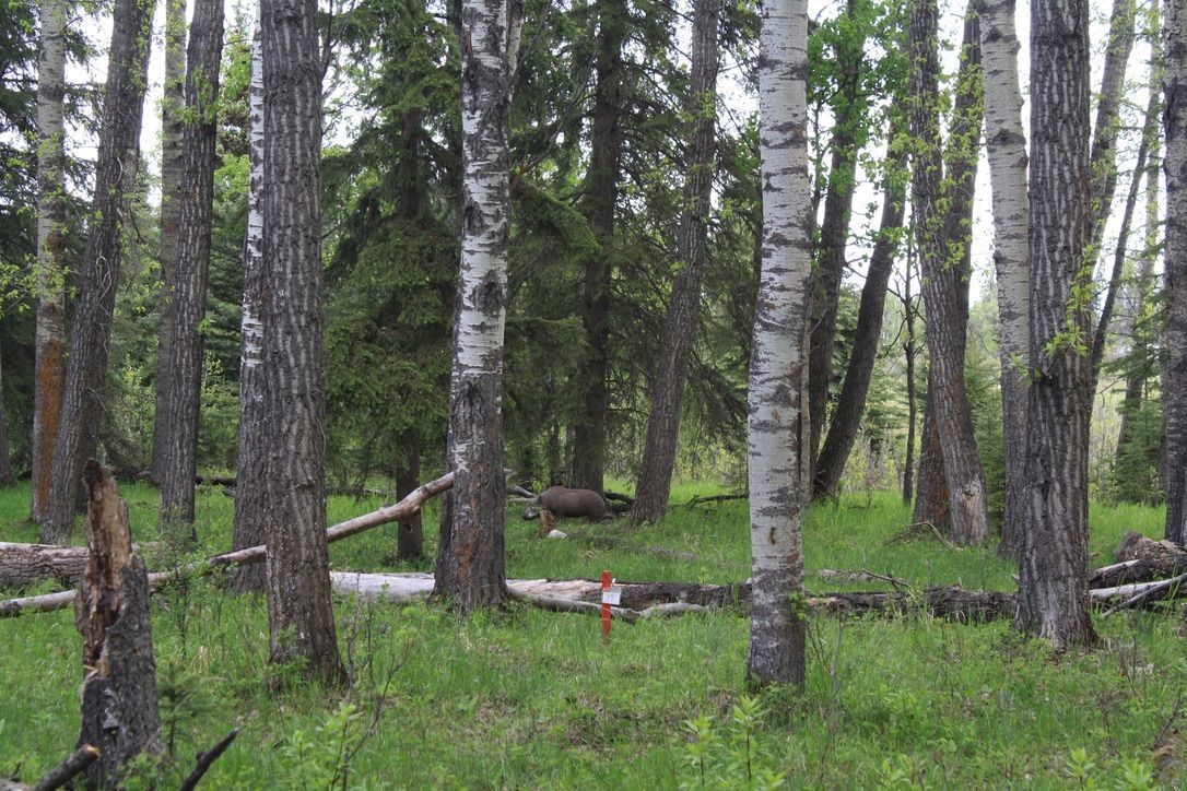 A cross in the middle of a forest surrounded by trees.