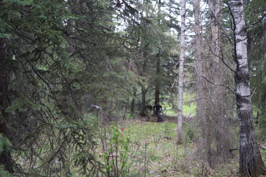 A person is standing in the middle of a forest surrounded by trees.