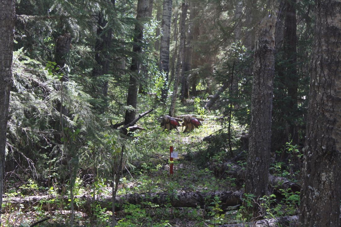 A person is standing in the middle of a forest.