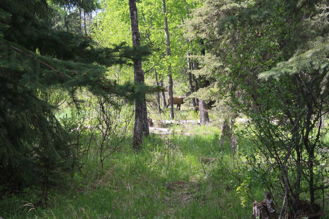 A deer is walking through a lush green forest.