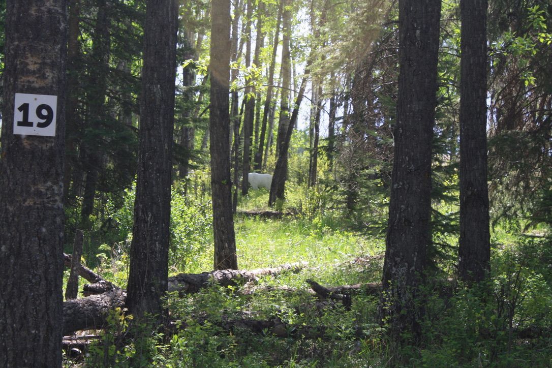 A sign in the middle of a forest with the number 19 on it.