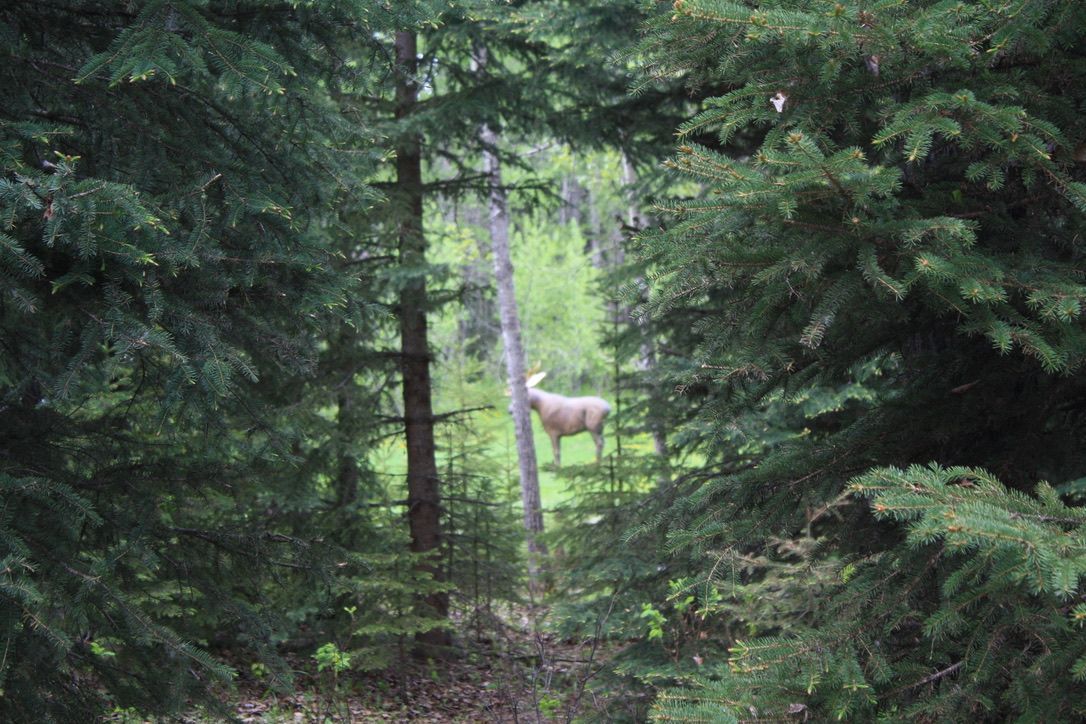 A deer is standing in the middle of a forest.