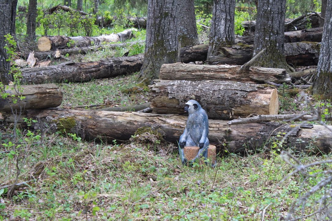 A monkey is standing on a log in the middle of a forest.