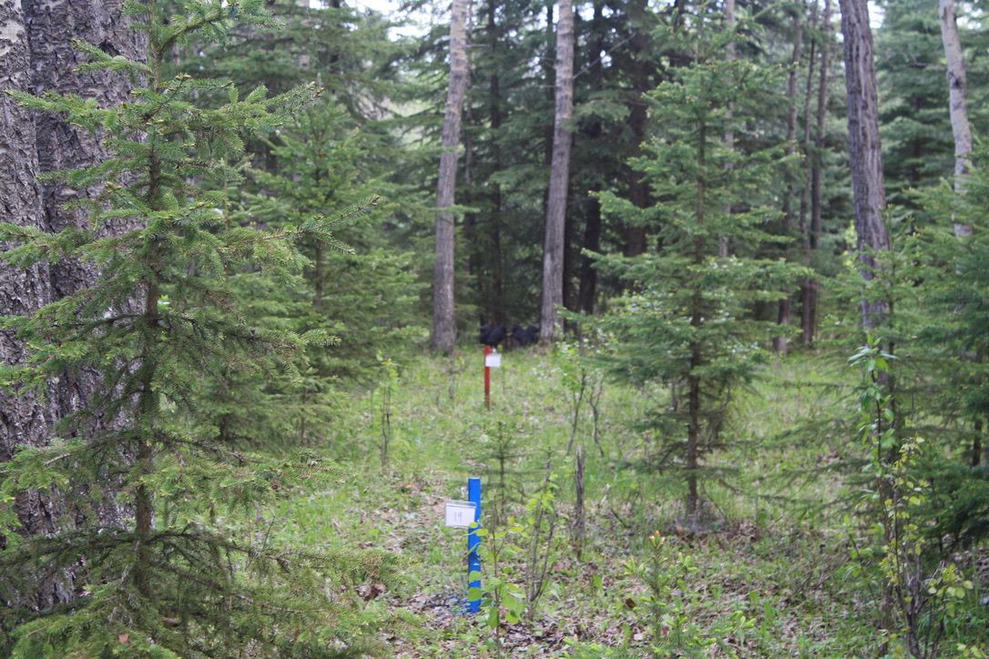 There is a blue pole in the middle of the forest.