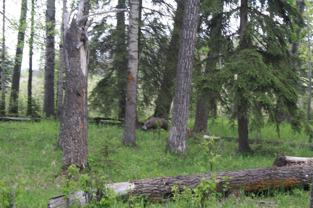 A forest with a lot of trees and a log in the middle of it.