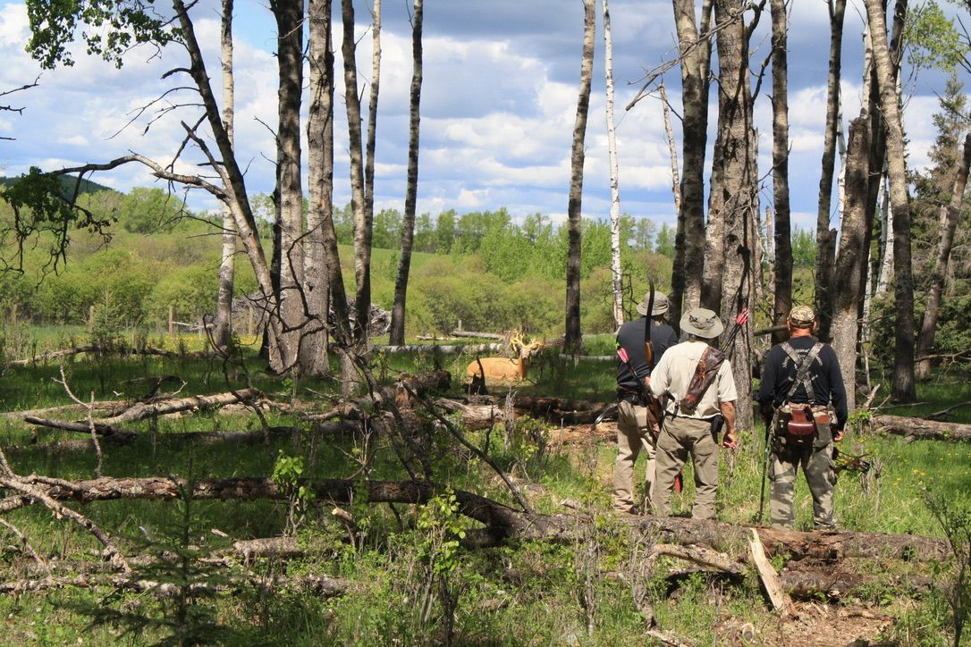 A group of people are walking through a forest with a deer in the background.