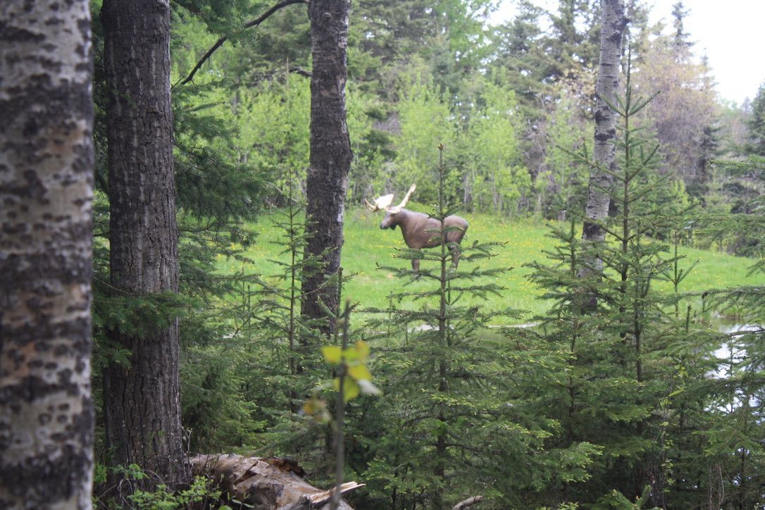 A moose is standing in the middle of a forest.