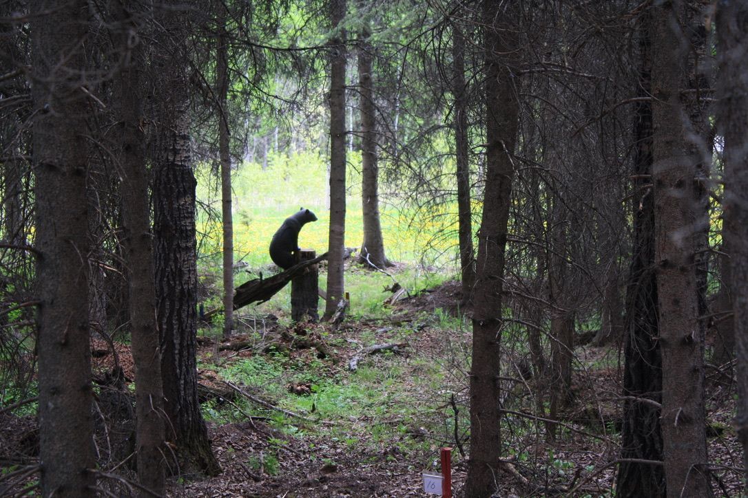 A person is riding a broom in the middle of a forest.
