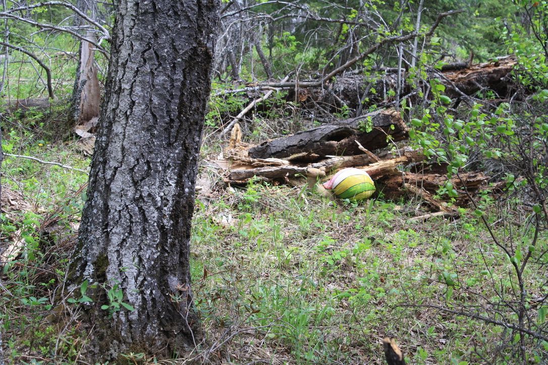 A tennis ball is laying on the ground next to a tree in the woods.