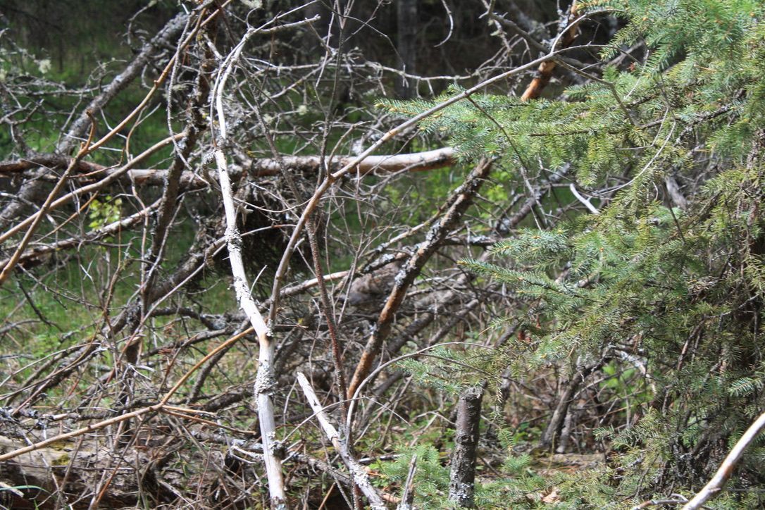 A pile of branches in the middle of a forest.