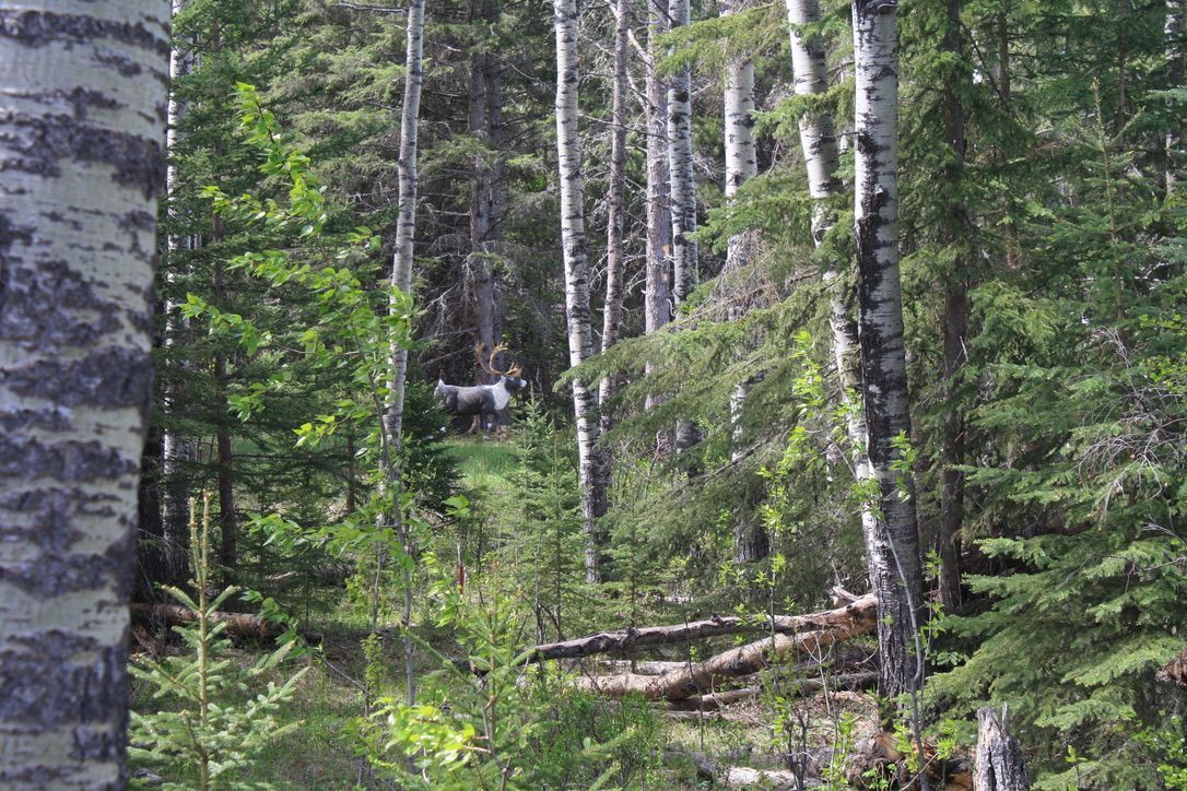 A moose is standing in the middle of a forest.
