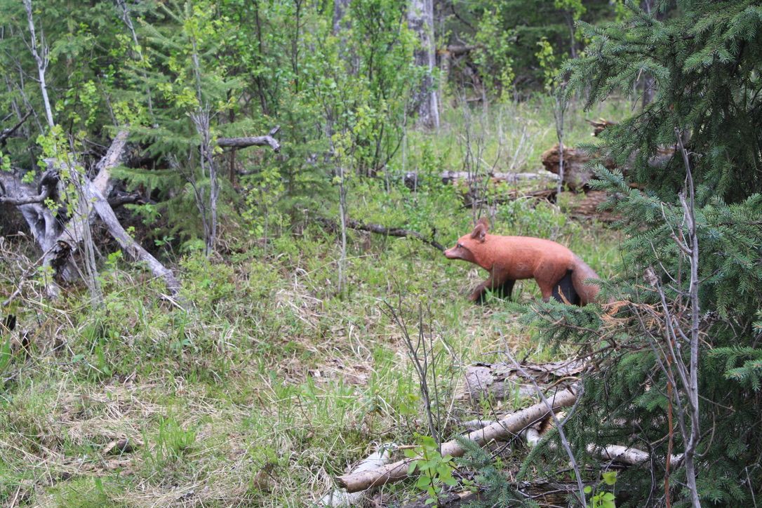 A red fox is walking through a lush green forest.