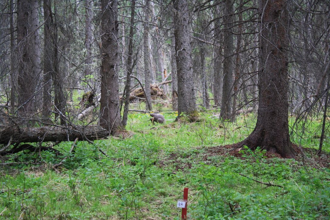 A fallen tree in the middle of a forest with a red pole in the foreground.
