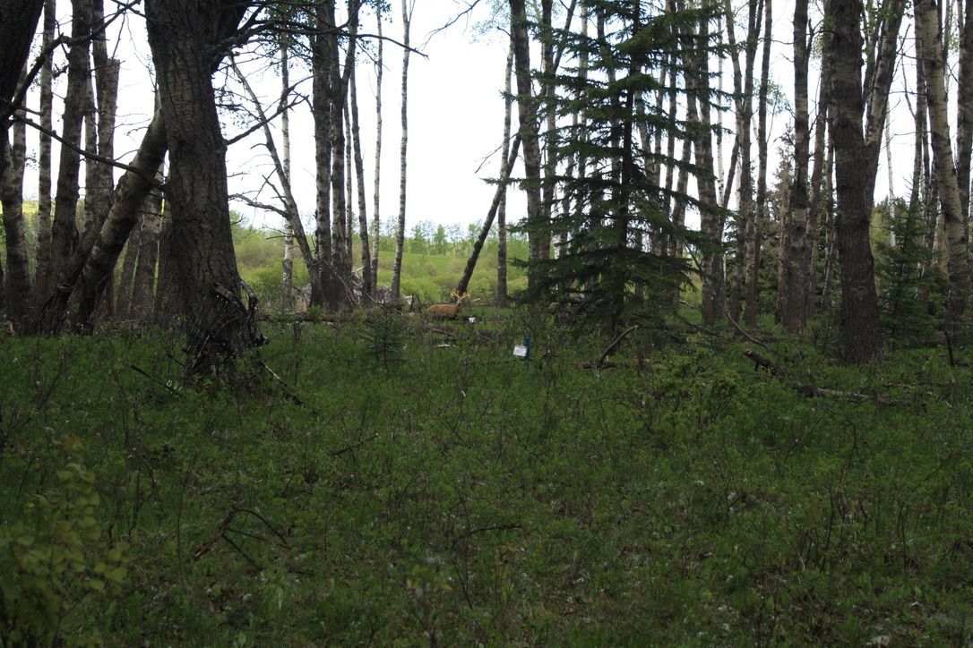A deer is standing in the middle of a forest.