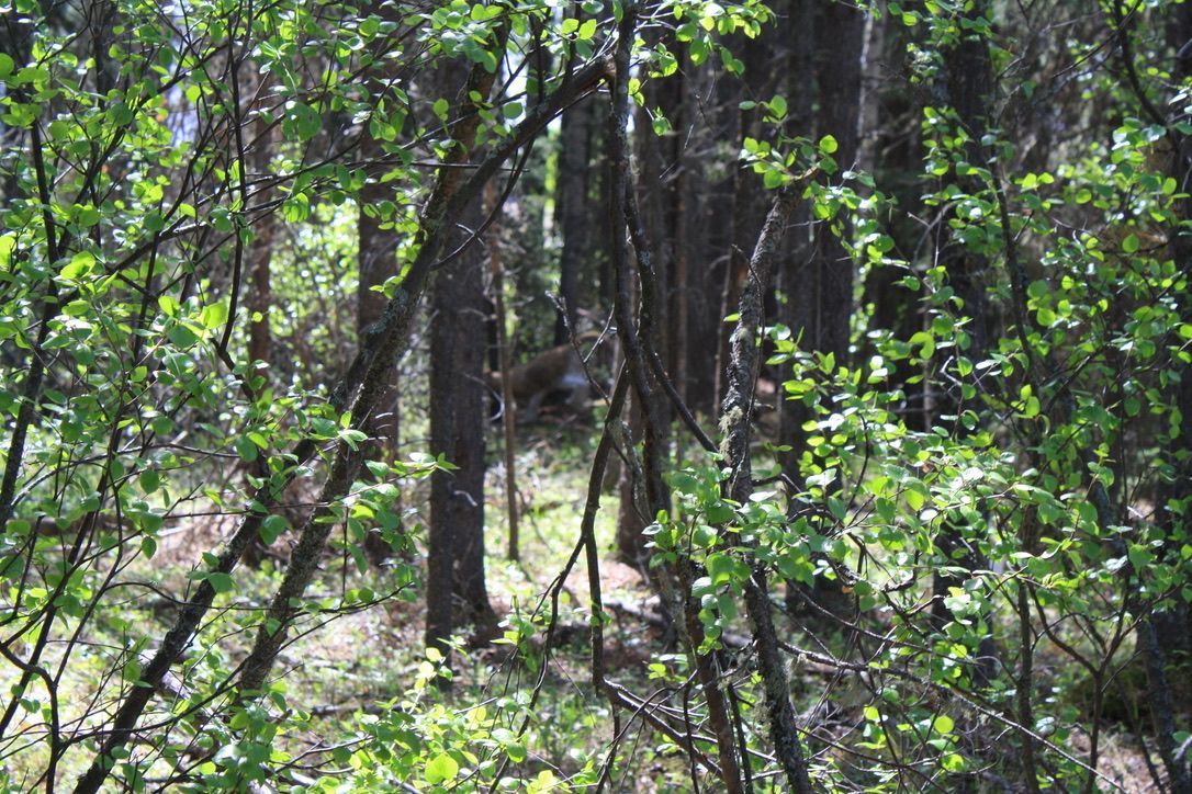 A forest filled with lots of trees and leaves