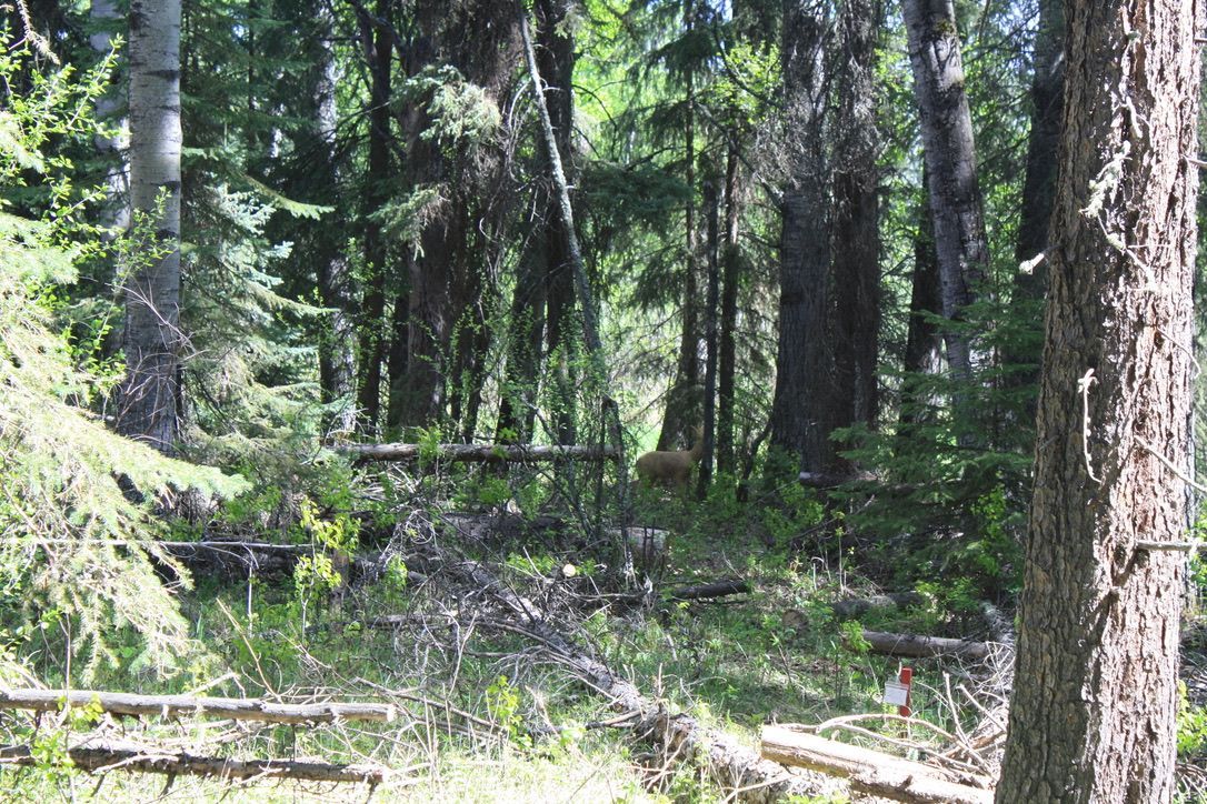 A deer is standing in the middle of a forest.