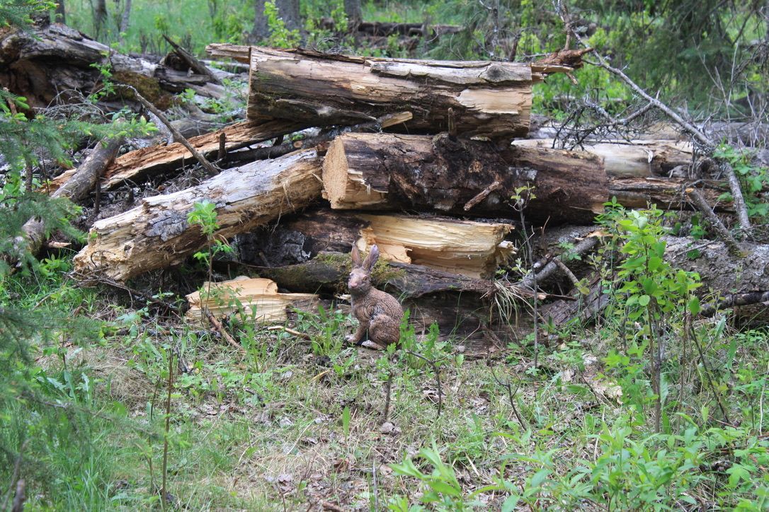 A pile of logs in the middle of a forest.