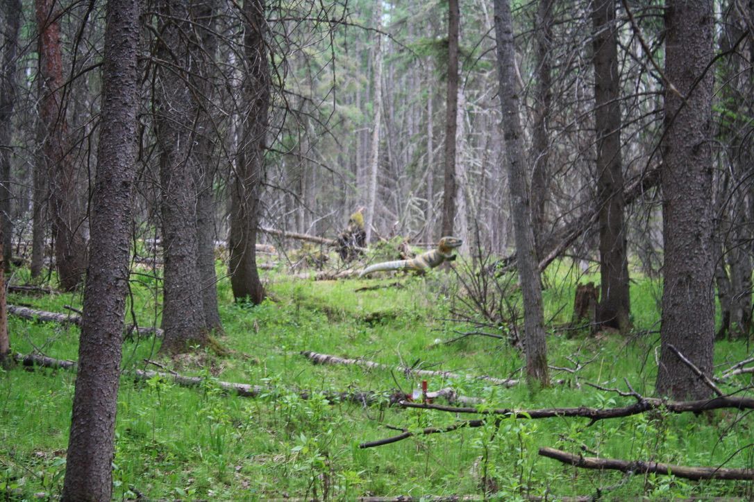 A person is walking through a lush green forest.