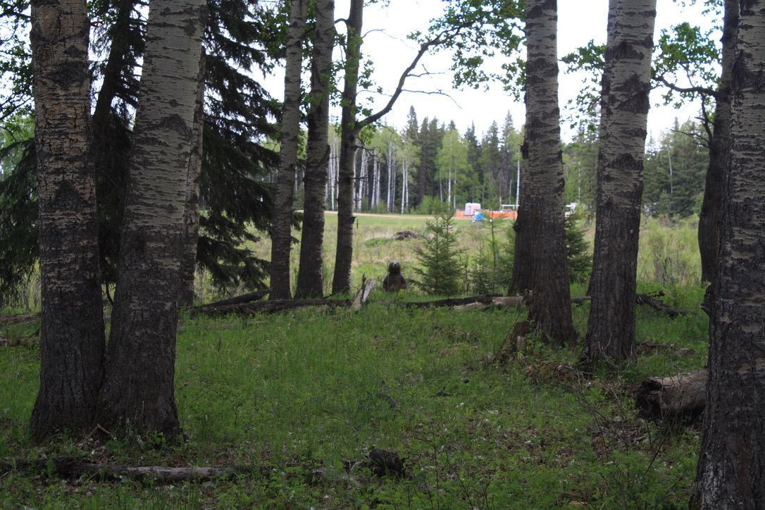A group of trees in a field with a tent in the background