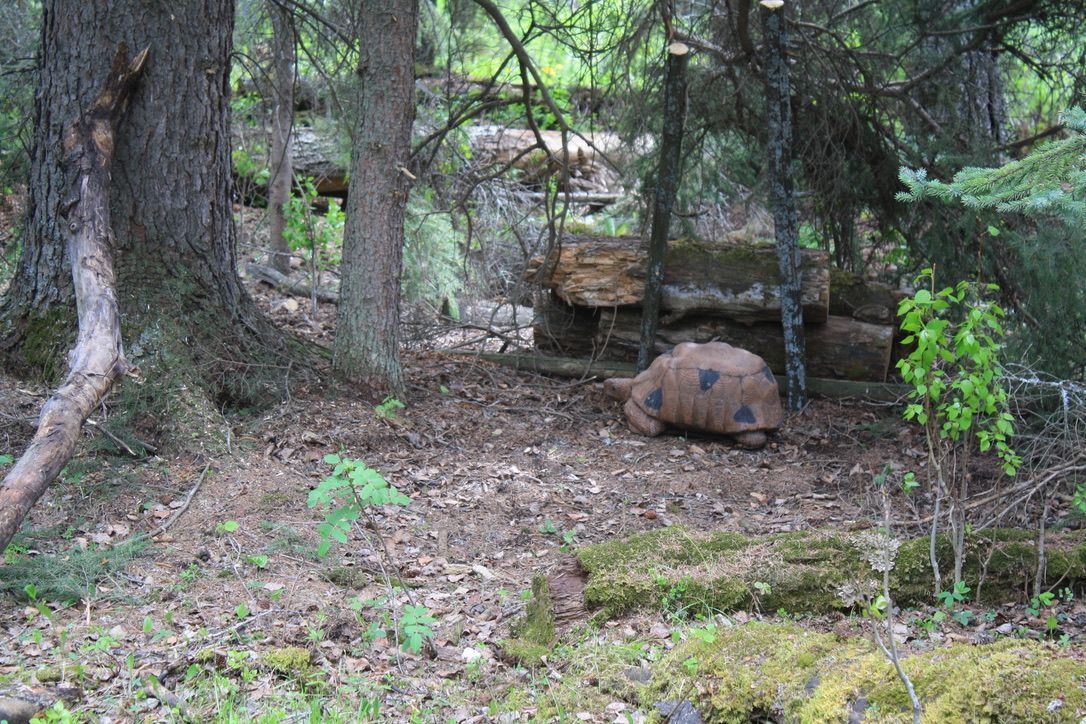 A turtle is laying on the ground in the woods.