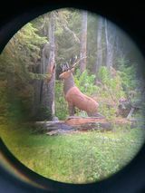 A statue of a deer is standing in the middle of a forest.