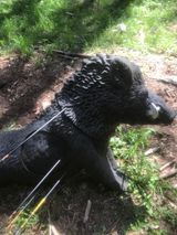 A black bear is laying on the ground with arrows in its back.