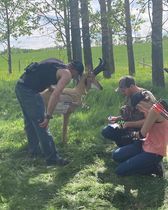 A group of people are feeding a deer in a field.