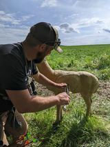 A man is kneeling down next to a sheep in a field.