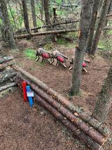 A group of ants are walking through a forest.